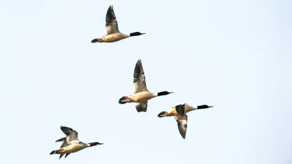 「山西鳥類圖鑑」| 普通秋沙鴨 「山西鳥類圖鑑」| 普通秋沙鴨