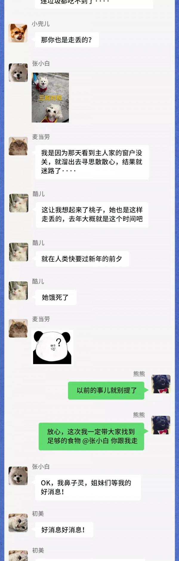 寒潮之下，流浪動物在一個群裡會聊什麼？