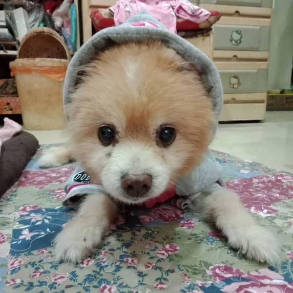 第2期 找尋美好 超美寵物溝通師 子涵