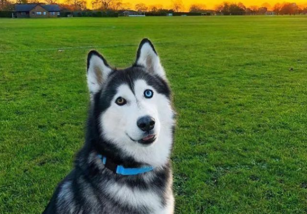 狗狗排行榜之無攻擊性的犬種，最適合家養了