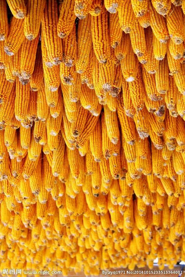 打卡第七十四天 清水辟穀減肥第六十七天