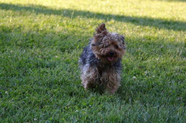 帶你走進匈牙利的古城維斯普雷姆(Veszprem) 帶你走進匈牙利的古城維斯普雷姆(Veszprem)