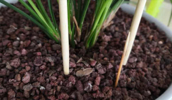 第一次發現,家裡這些垃圾用來養花,是這麼實用 第一次發現,家裡這些垃圾用來養花,是這麼實用