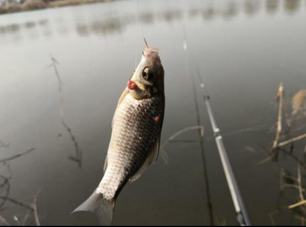 冬釣鯽魚的三大“爆護天”,這種天氣出釣,魚口好得不得了 冬釣鯽魚的三大“爆護天”,這種天氣出釣,魚口好得不得了