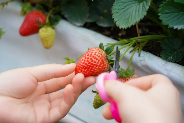 草莓、青棗、甘蔗等果物上新！快約好友一起過甜蜜新春
