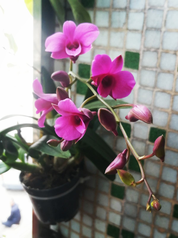 10種帶&OpenCurlyDoubleQuote;虎&rdquo;的花，虎年虎虎生風，認識的人真不多