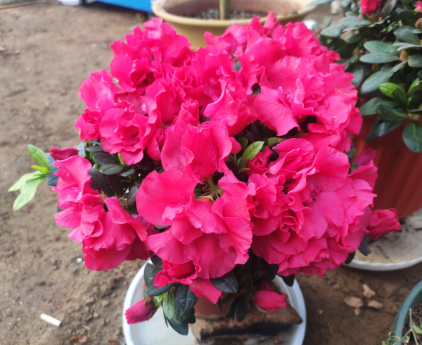 花市13種“坑人花”，新手不要買，有的很難養，有的養不活