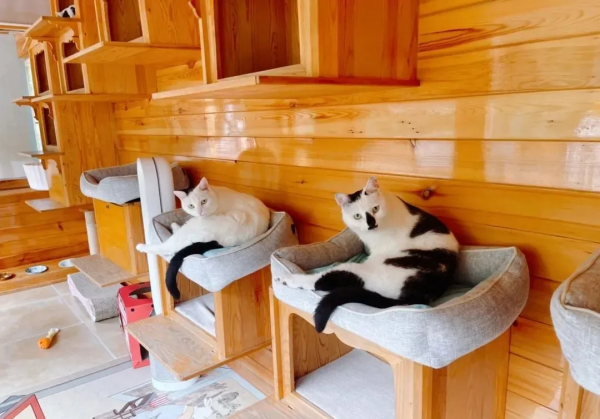 盤點 | 小貓咪那些奇奇怪怪的“酸角”關係