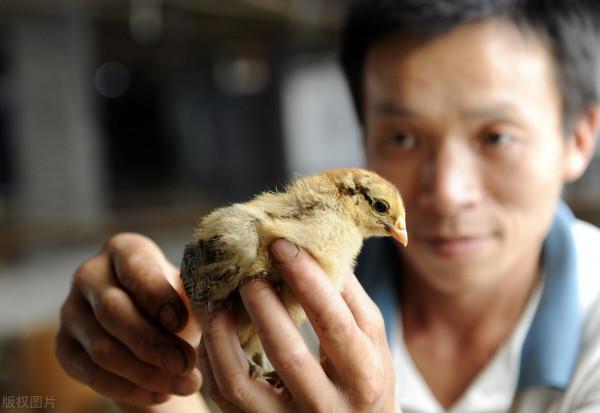 養豬第一股的覆滅史：侯建芳偷偷套現4.62億，雛鷹負債182億退市