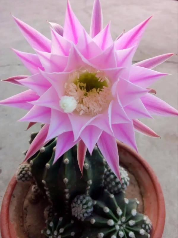 秋天家裡養3種花，乾乾淨淨不生蟲，省了一筆殺蟲藥錢