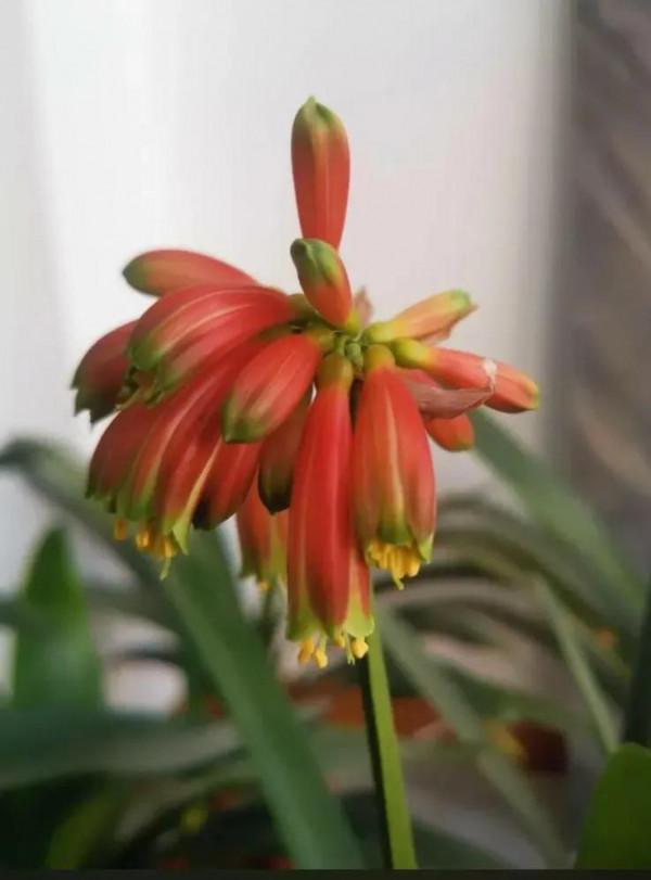 貴族君子蘭&mdash;&mdash;毛蘭