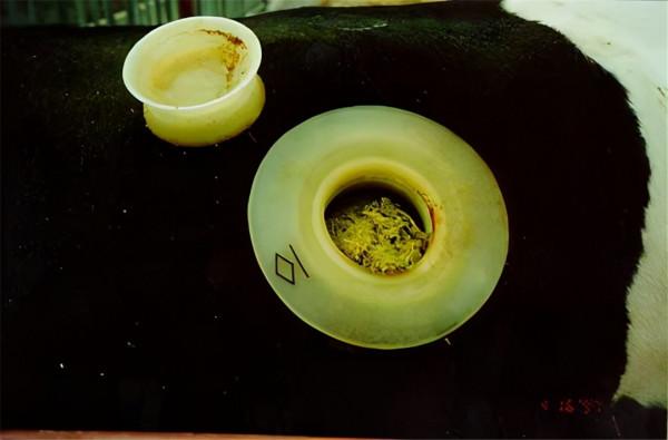 為什麼要在牛身上開個洞，還經常用手掏，難道它們不會痛嗎？