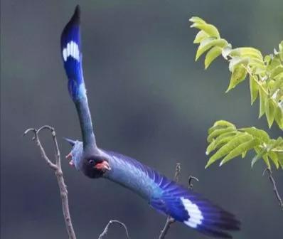 笑看“佛法僧”ll 不過是嘰哩哇啦鳥聲聲