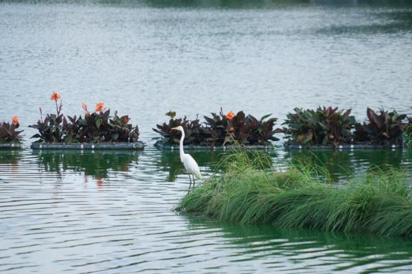 通訊：科倫坡生態浮島為水鳥打造新家