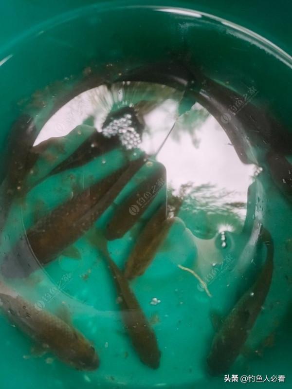 向高齡釣友請教的“搖三搖”釣法，毫無保留的分享給大家