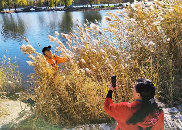 北京玉淵潭公園：蘆花秋歌