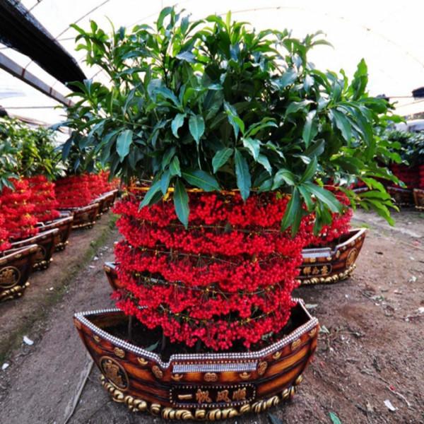 公認的“八種旺財花”,適合養在家裡,不僅寓意好,還很養人 公認的“八種旺財花”,適合養在家裡,不僅寓意好,還很養人