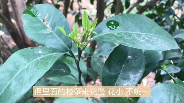 柑橘案例實拍：從來花情況看沃柑不同修剪效果的差別