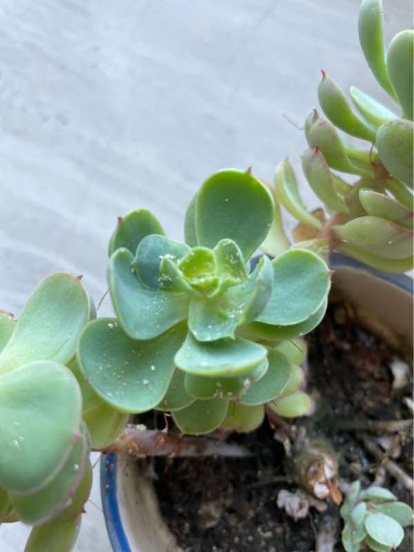 殺蟲的好時機到了,要想蟲卵一窩端,得在土裡鋪一層“小東西” 殺蟲的好時機到了,要想蟲卵一窩端,得在土裡鋪一層“小東西”