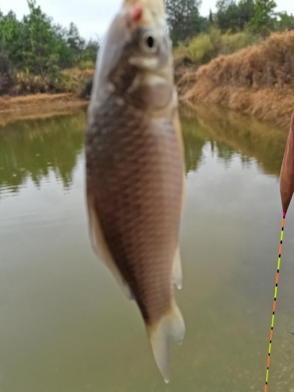 可遇不可求的土鯽魚，看著就覺得舒服