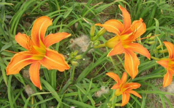 “越漂亮的花越有毒”!認識11種“有毒植物”,遠離危害 “越漂亮的花越有毒”!認識11種“有毒植物”,遠離危害