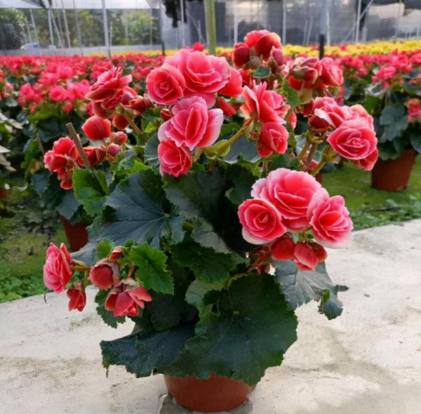 冬天好看“卻難養”的4種花，既然買了就要養好，教你養護技巧