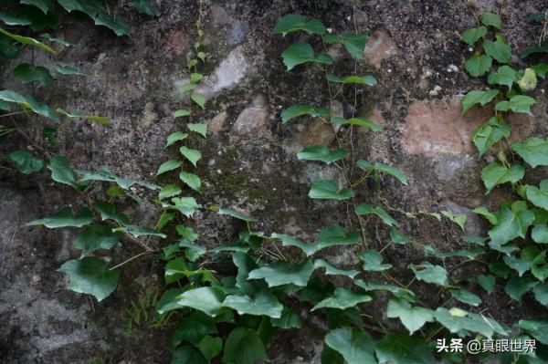 綿陽有段古城牆,見證城市千年歷史,連許多當地人都不知道 綿陽有段古城牆,見證城市千年歷史,連許多當地人都不知道