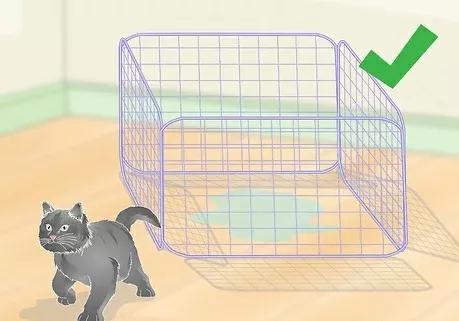 如何清除貓尿產生的汙漬