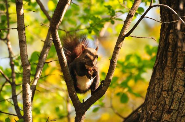 可可愛愛，萌松鼠正在等待拍攝