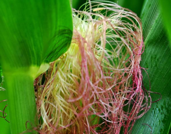 玉米鬚是治病“良藥”？玉米鬚的這些好處，很多人或不清楚