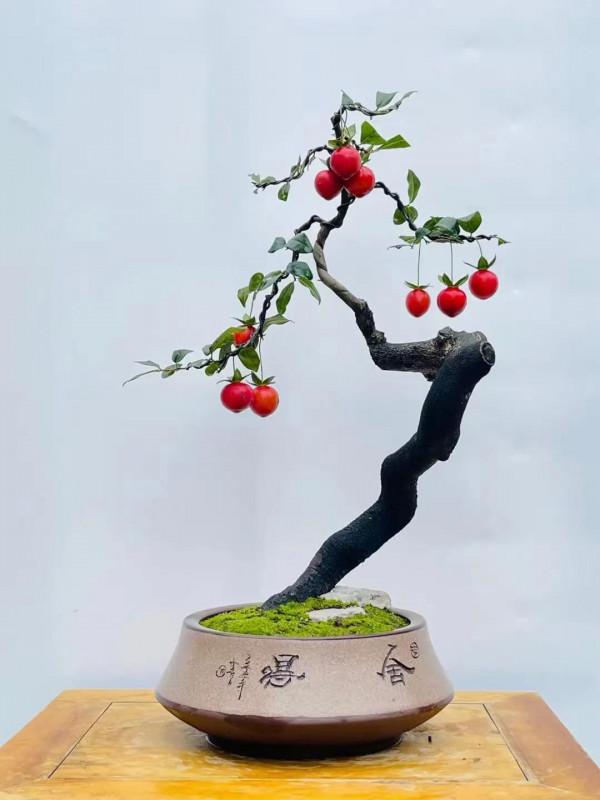 金彈的掛果期，你們知道有多少天嗎？