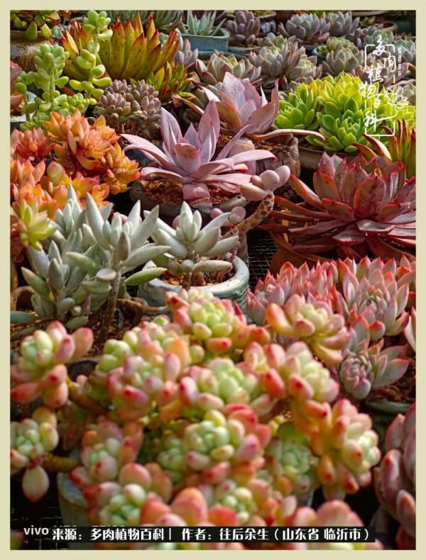 北方有多肉,絕世而獨立!一顧傾人城,再顧傾人國 北方有多肉,絕世而獨立!一顧傾人城,再顧傾人國