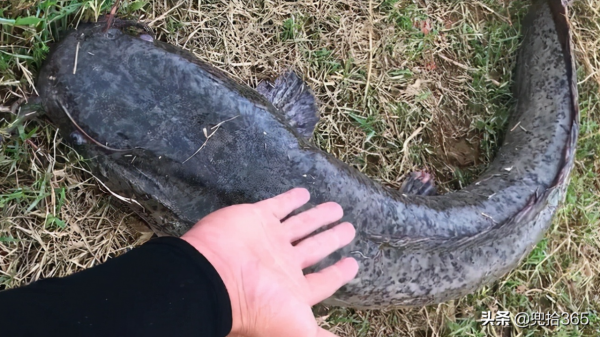 男子野釣收穫10斤大魚，沒來得及高興就被告知不能吃，怎麼回事？