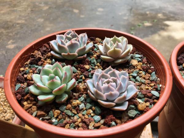 秋季養多肉，該用什麼“水”澆灌？這3樣均比自來水好使