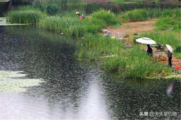 秋分前後釣鯉魚,首選這幾種天氣,選對天氣,坐等大鯉魚排隊上鉤 秋分前後釣鯉魚,首選這幾種天氣,選對天氣,坐等大鯉魚排隊上鉤