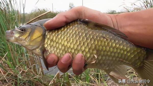 冬季釣鯽魚，釣深還是釣淺？選錯就是浪費浪費錢