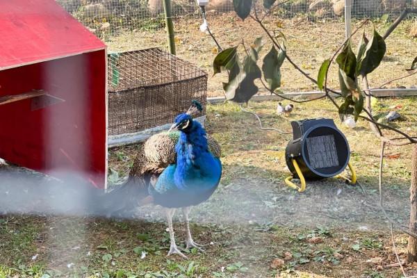 “大武漢”福利大放送！張公山寨門票免費領