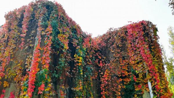 北京動物園裡意想不到的秋色 北京動物園裡意想不到的秋色
