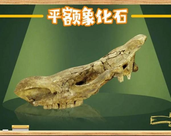 舊石器時代迷蹤：黃河中游 人類初現