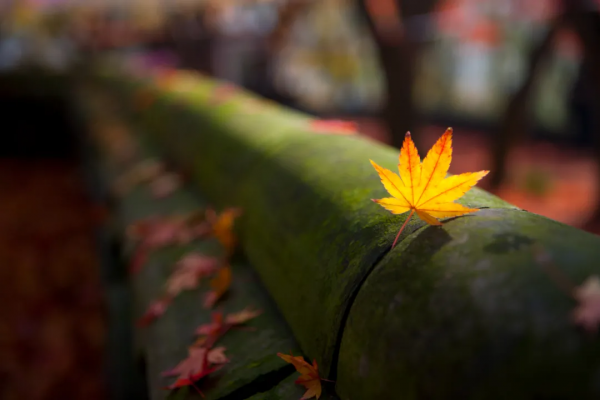 四大名著40句大俗話：話俗，理不俗！