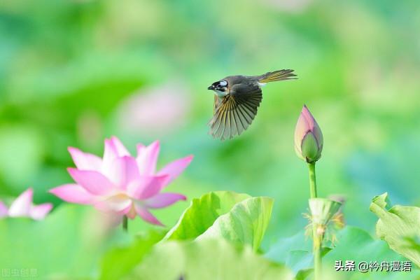 荷花與鳥兒的美麗邂逅