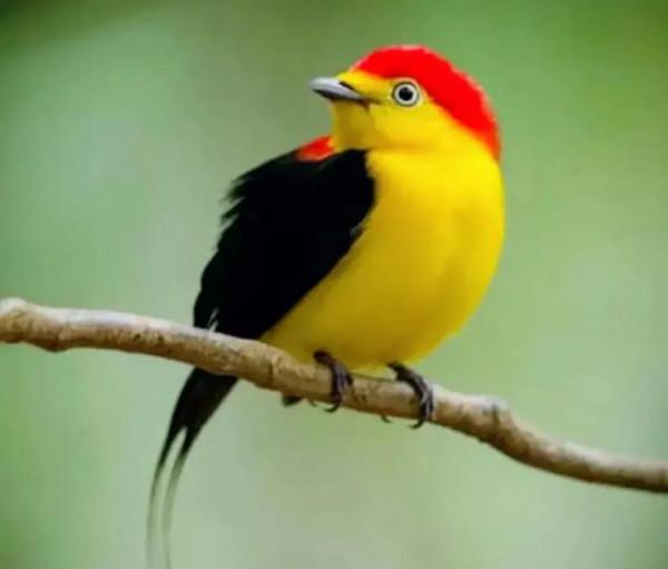 分享圖片&mdash;&mdash;美麗彩色小鳥集錦