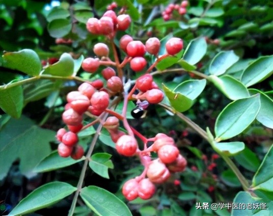 每日一中藥——花椒