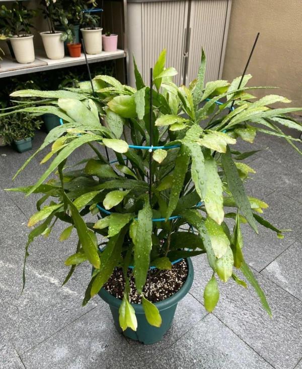 1種花就愛夜裡開,養好能開上百朵花,滿屋清香真過癮 1種花就愛夜裡開,養好能開上百朵花,滿屋清香真過癮