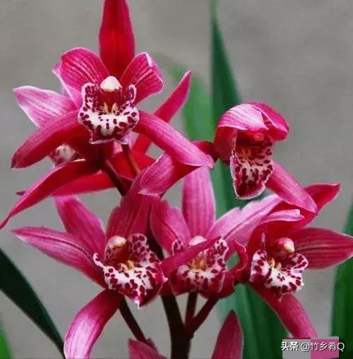 奇形怪狀的漂亮蘭花