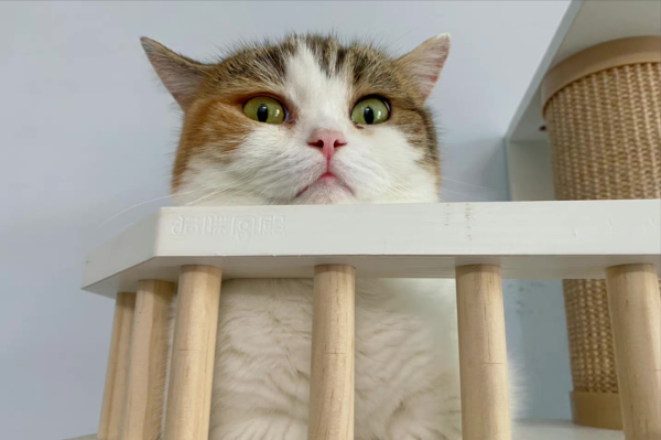 養貓一個月開銷多少？需要做哪些準備？資深鏟屎官為您解答