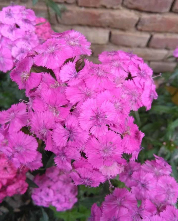 4種花美到“毫無抵抗力”，陽臺養1盆，1次能開幾十朵