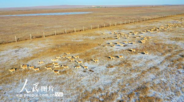 呼倫貝爾：野生黃羊遷徙忙