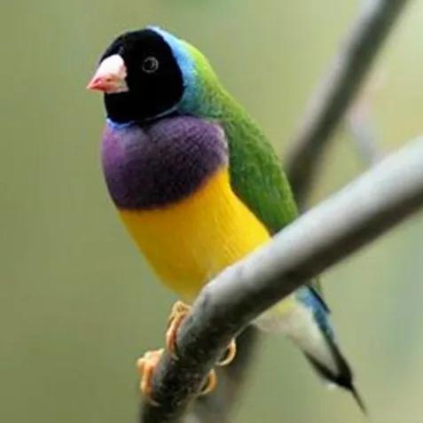 鳥的世界 鳥的天堂