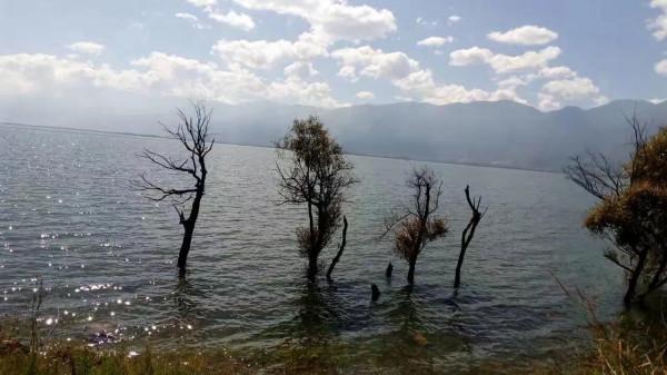 葉少芳·從沙坪鎮到雙廊